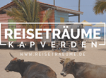 Maio: Kühe entspannen am Strand