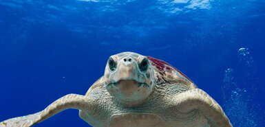 Unechte Karettschildkröte schwimmt im blauen Meer