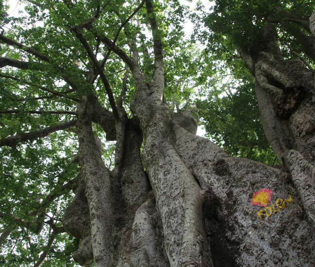 Großer Kapokbaum auf der Insel Santiago mit buntem Schriftzug Polon