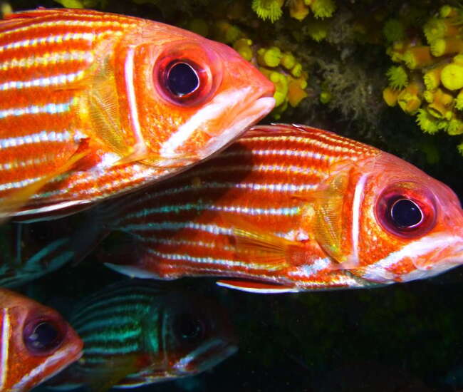 Kapverdische Insel Sal Wasserport für Einsteiger: Schön bunt