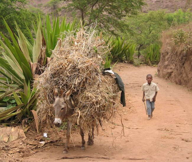 kapverdische Hauptinsel Santiago - Strohtransport