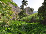 Kapverden Rundreise Berge und Meer - Komfortable Ausflüge: Yamsanbau im Paultal