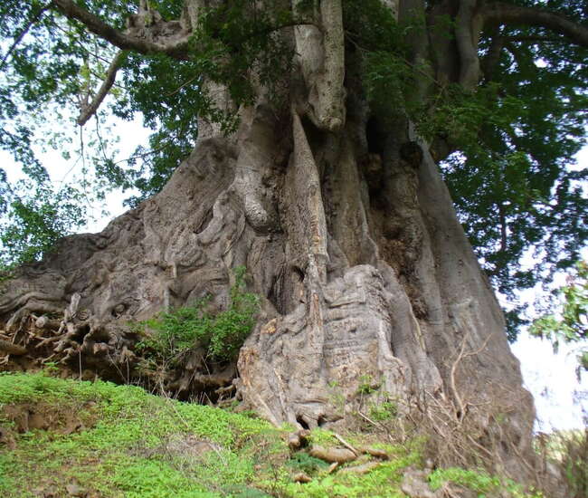 kapverdische Hauptinsel Santiago - Poilon