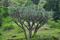 Drachenbaum am Wanderweg 101/102.