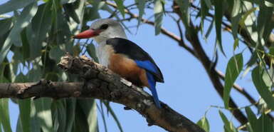 King Fisher Vogel