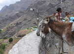 Kapverden Rundreise Berge und Meer - Komfortable Ausflüge: Die Esel warten aufs Beladen