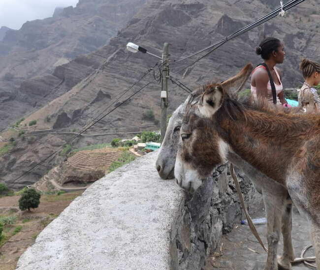 Kapverden Rundreise Berge und Meer - Komfortable Ausflüge: Die Esel warten aufs Beladen