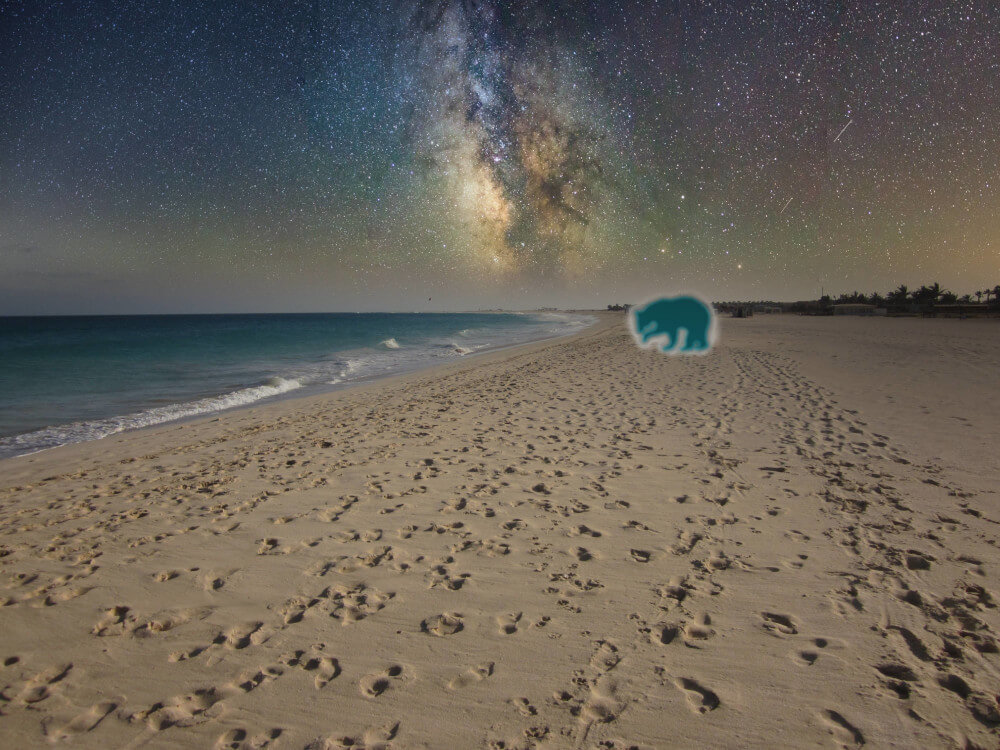 Der Contentbär wurde am Strand auf der Insel Sal gesichtet
